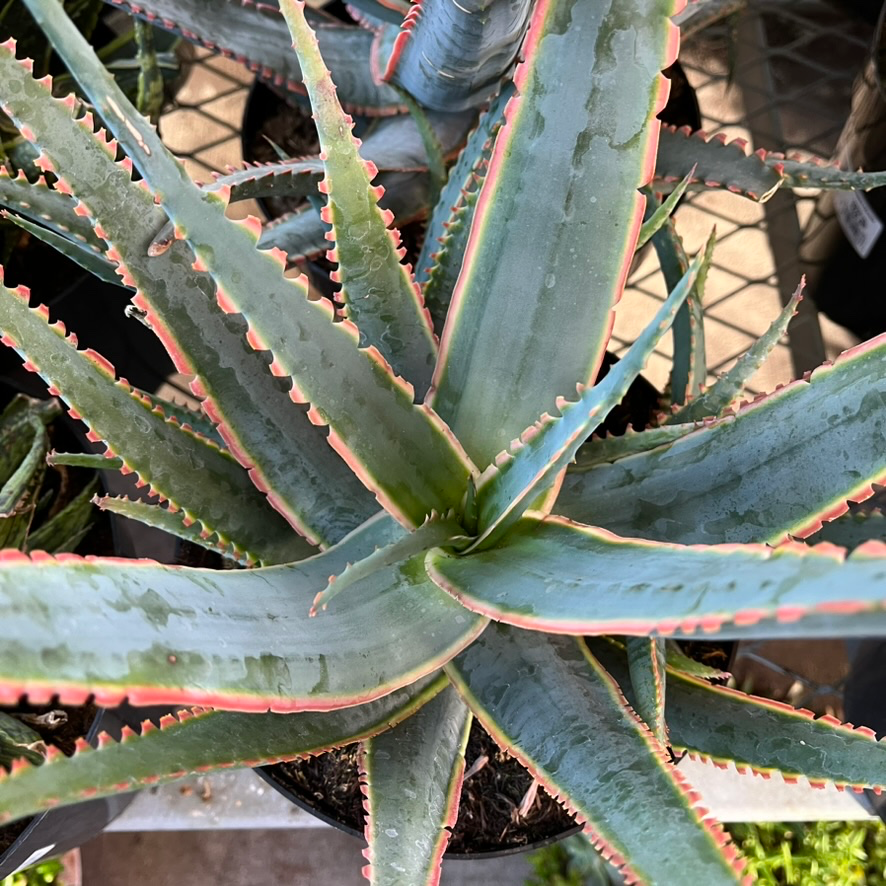 aloe star succulent Swordfish Star Aloe