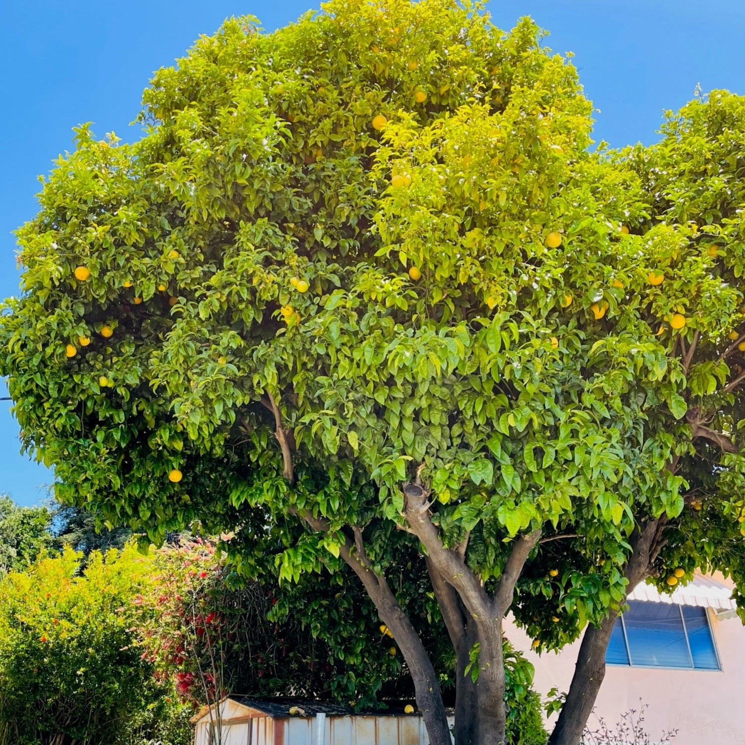 Tahoe Gold Mandarin Tree | Large Sweet Seedless Citrus – Victory