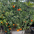 Tahoe Gold Mandarin