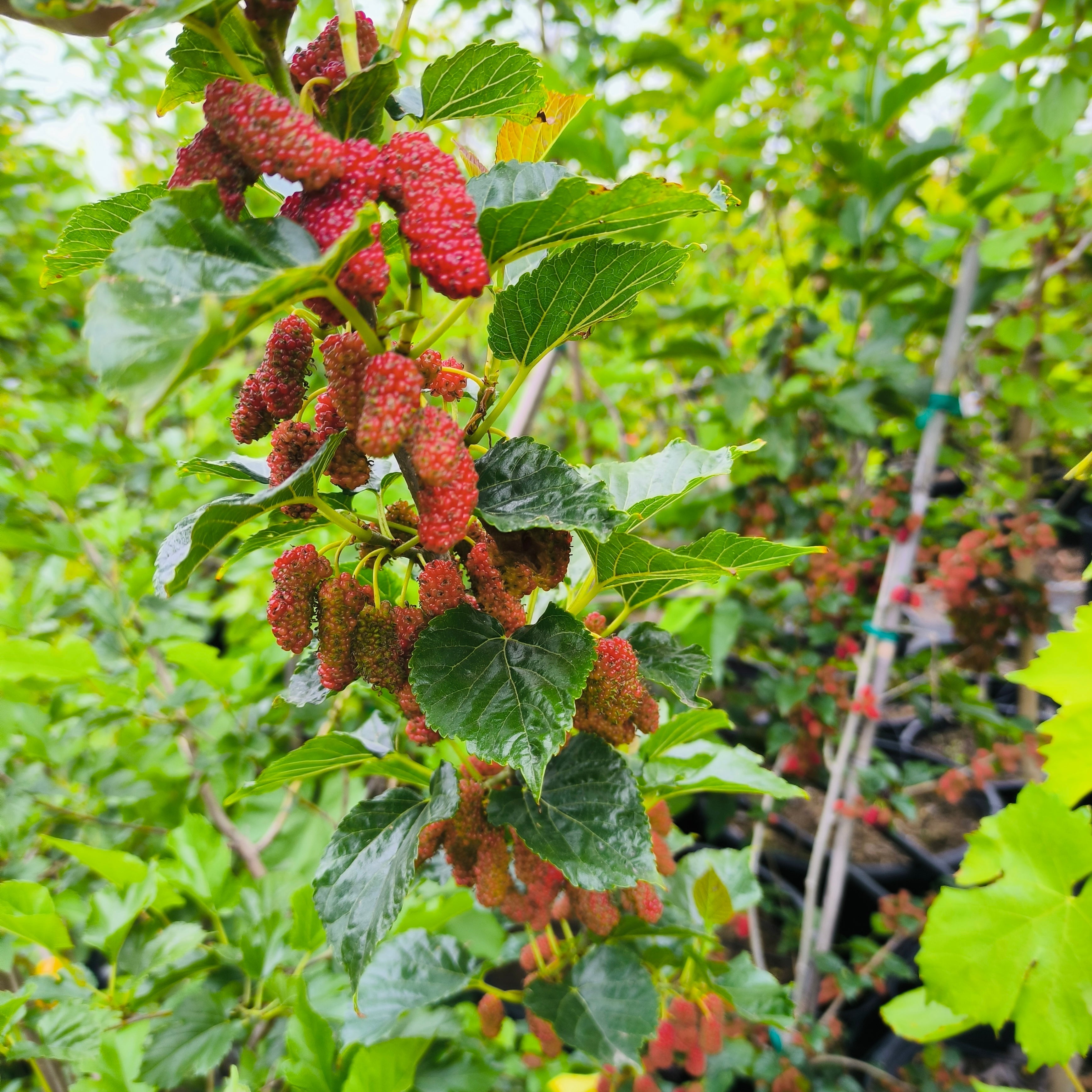Taiwan Mulberry