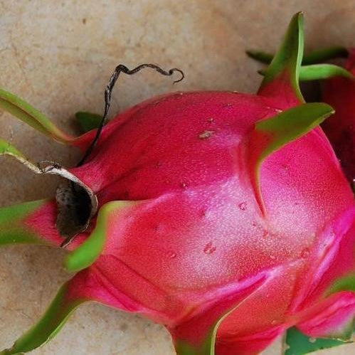 Taiwan Red Dragon Fruit