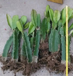 Taiwan Red Dragon Fruit