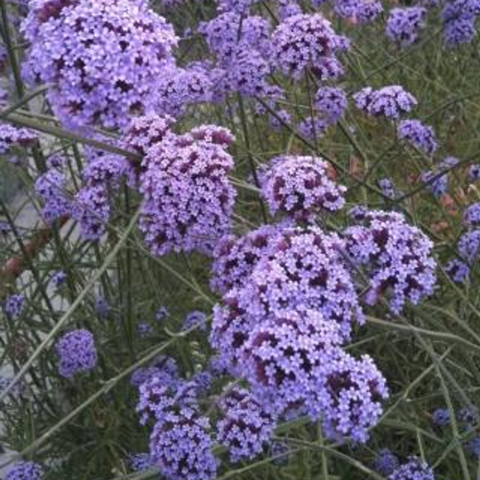 Close-up of Tall Verbena purple flowers with green stems and leaves.