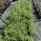 Tall Verbena