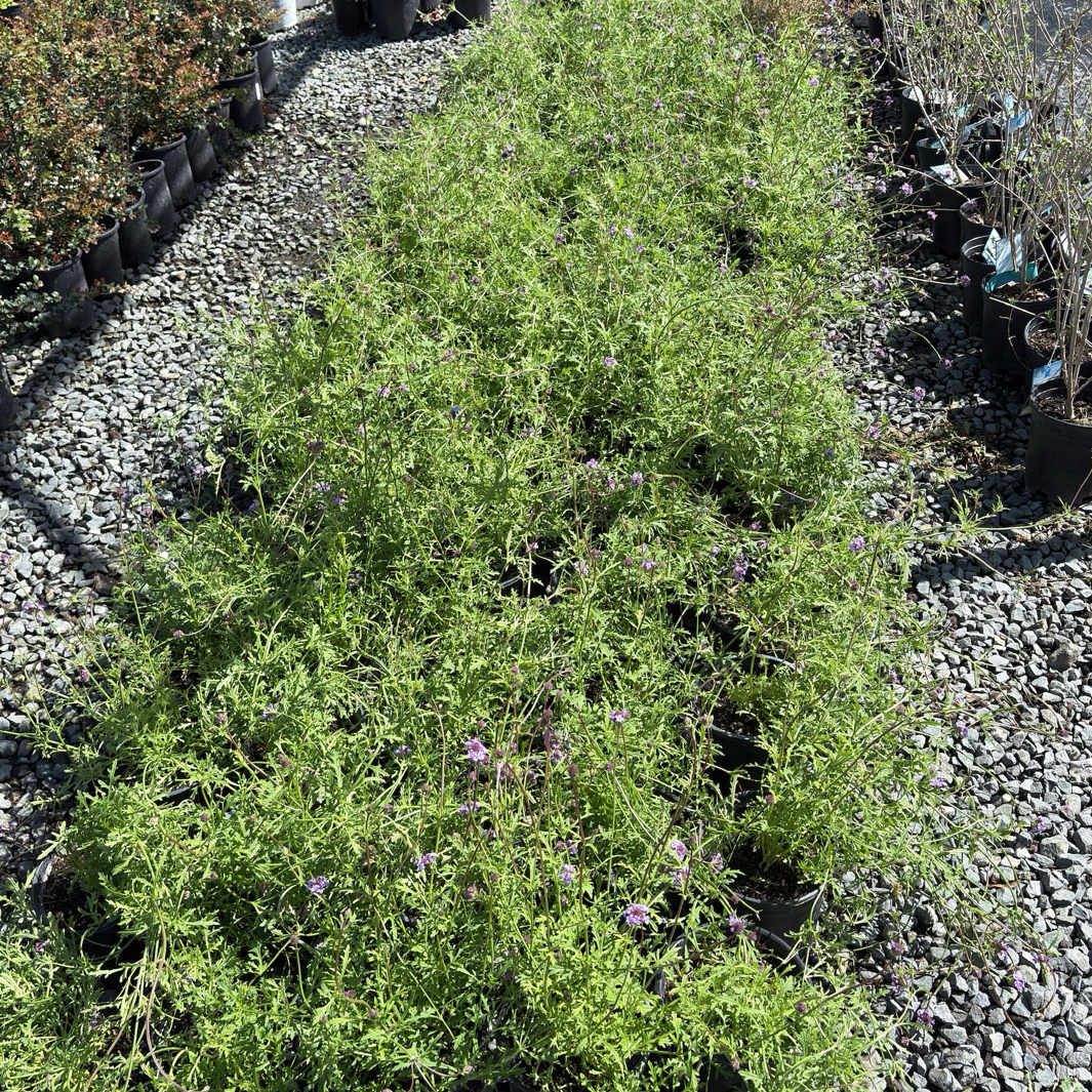 Tall Verbena
