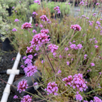 Tall Verbena