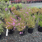 Tall Verbena