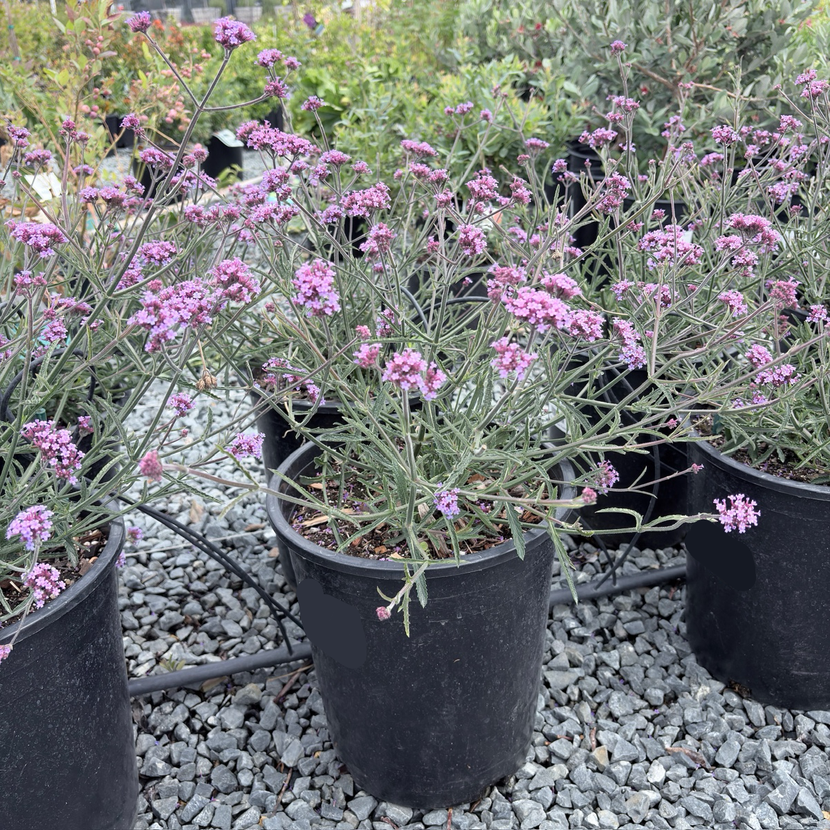Tall Verbena