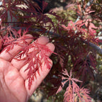Hand holding Tamukeyama Lace Japanese Maple leaves with more leaves in the background