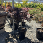 Tamukeyama Lace Japanese Maple