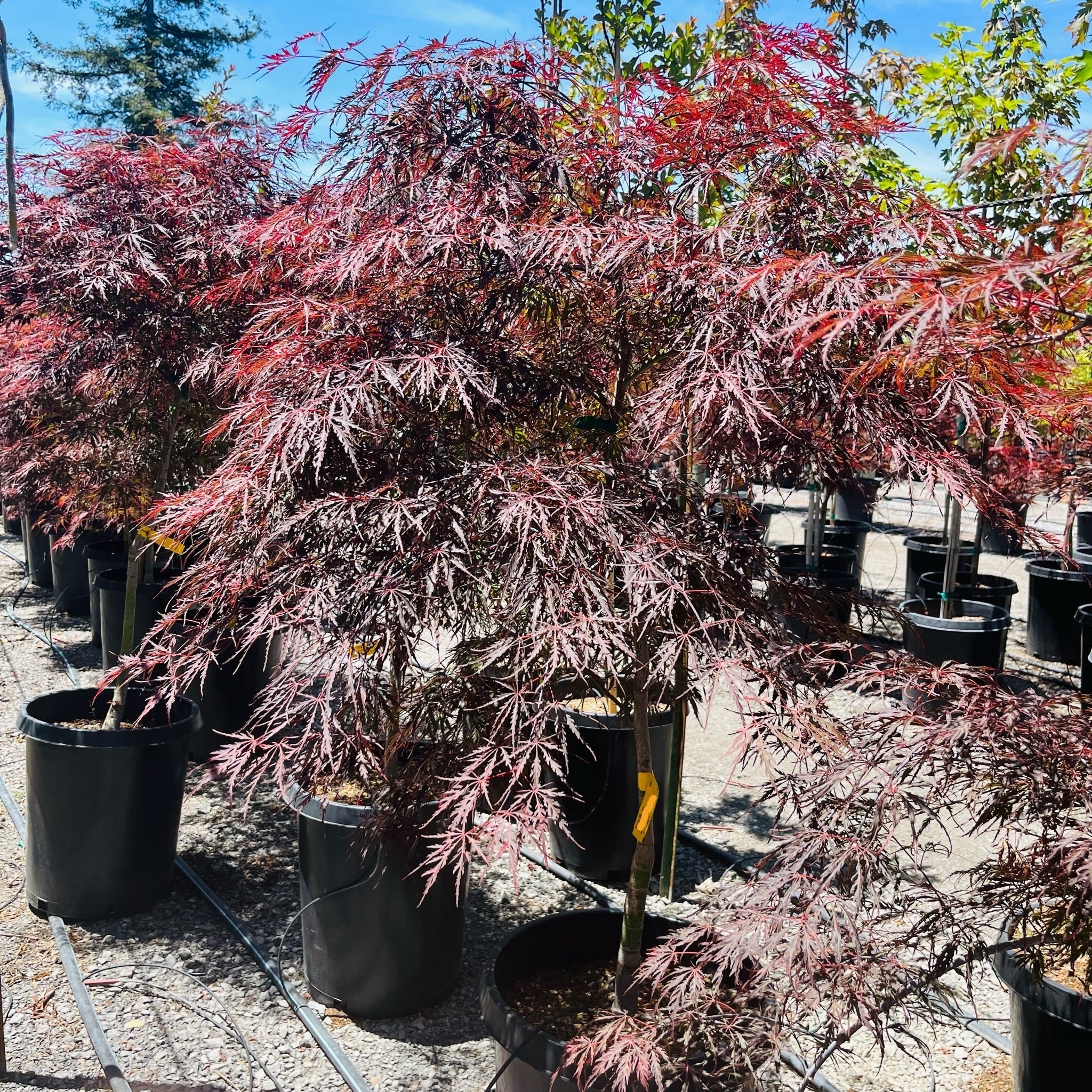 Row of potted Tamukeyama Lace Japanese Maple trees with red and purple foliage in a nursery setting.