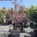 Tamukeyama Lace Japanese Maple