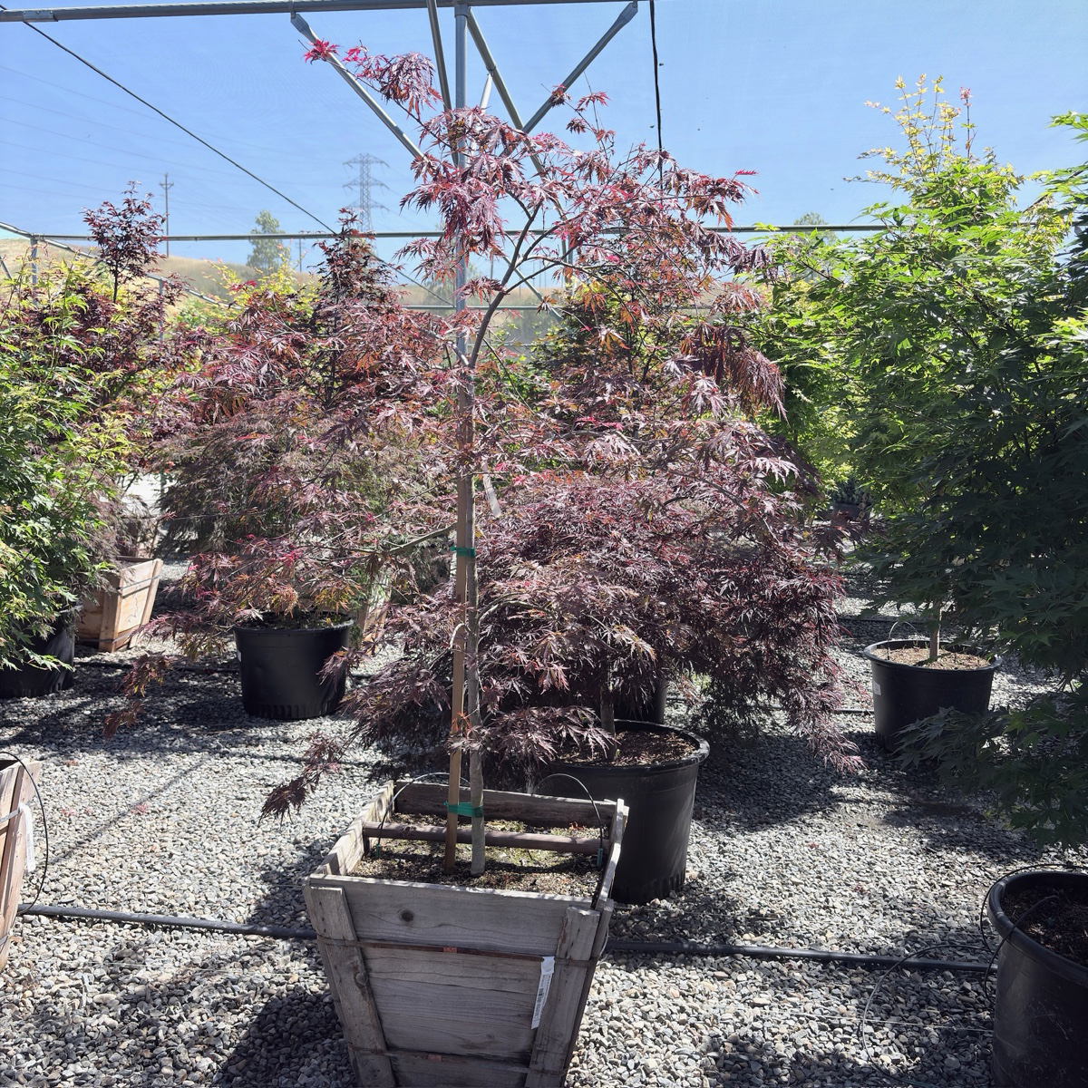 Tamukeyama Lace Japanese Maple