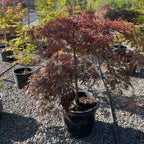 Tamukeyama Lace Japanese Maple
