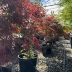 Tamukeyama Lace Japanese Maple