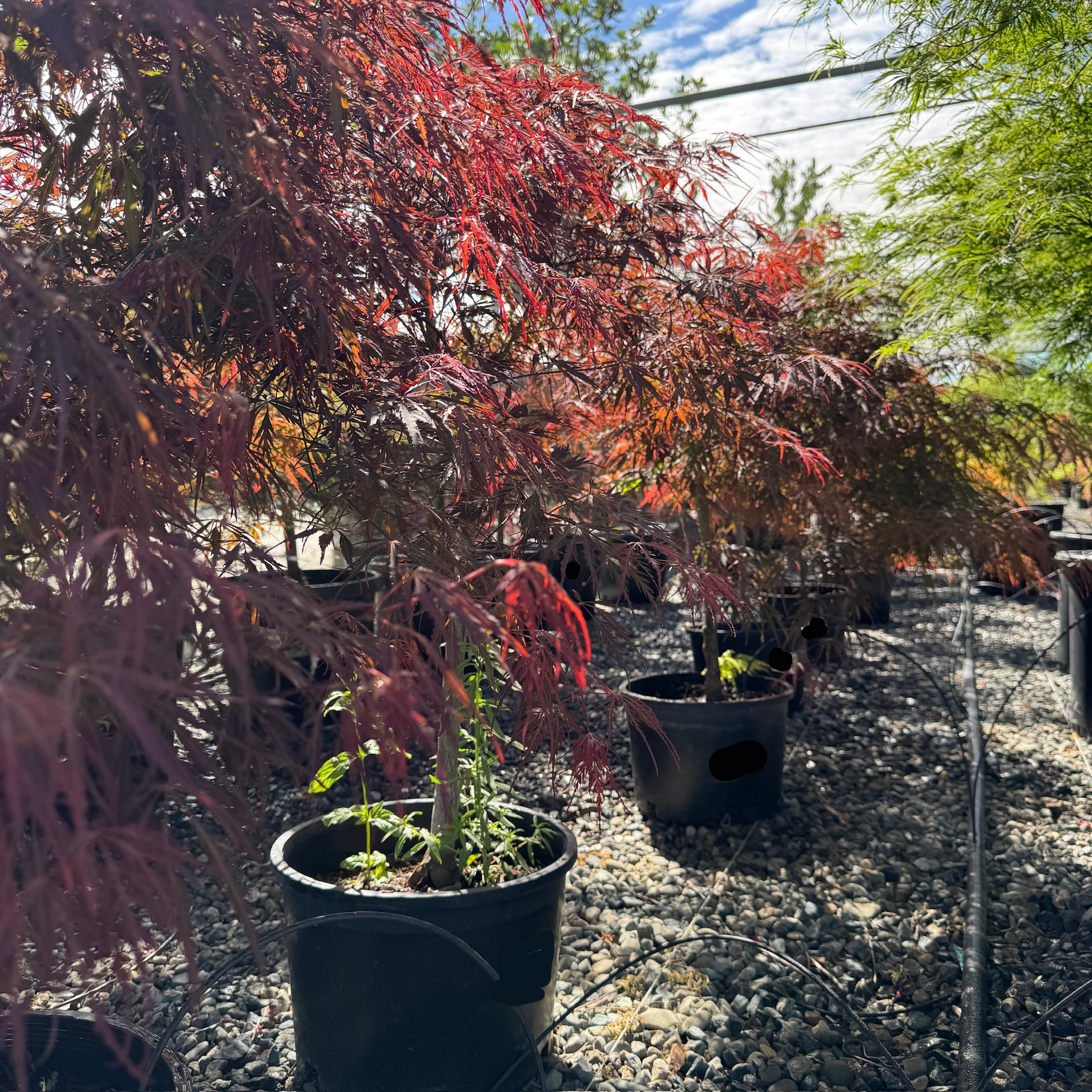 Tamukeyama Lace Japanese Maple