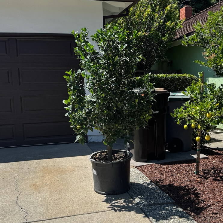 Tango Mandarin Tree