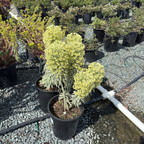 Tasmanian Tiger Spurge