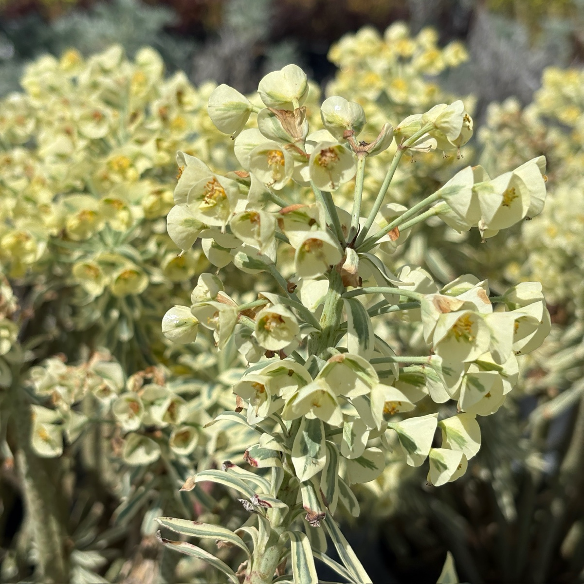 Tasmanian Tiger Spurge