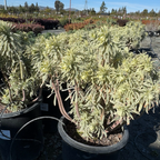 Tasmanian Tiger Spurge