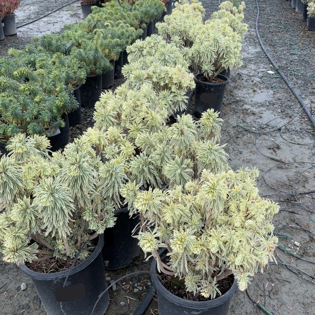 Tasmanian Tiger Spurge