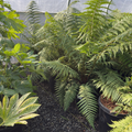 Tasmanian Tree Fern