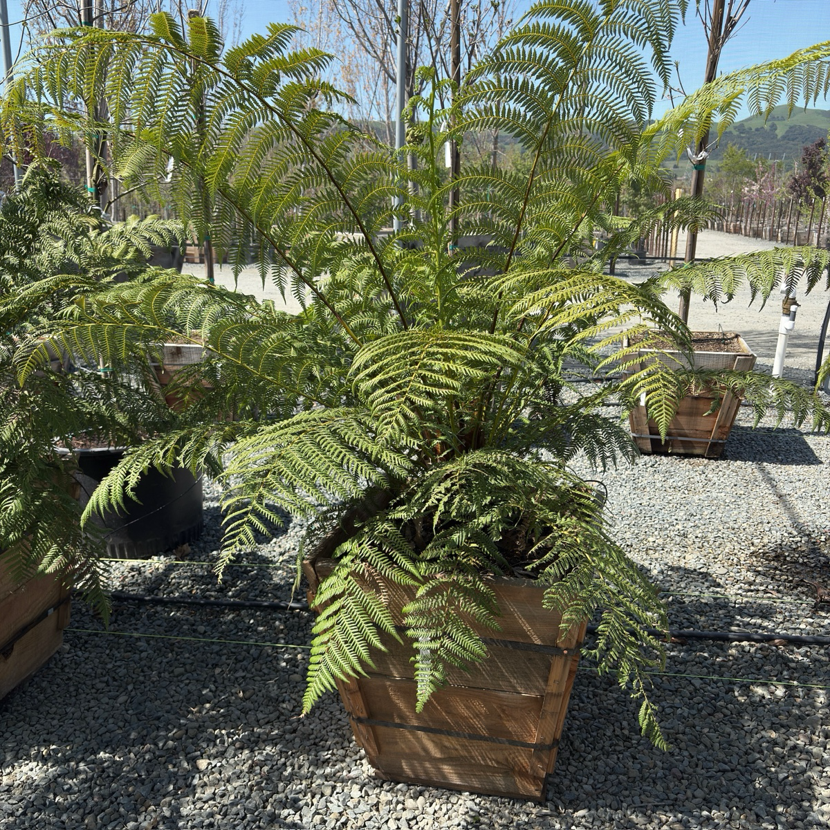 Tasmanian Tree Fern
