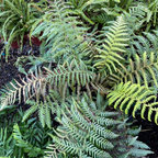 Tasmanian Tree Fern