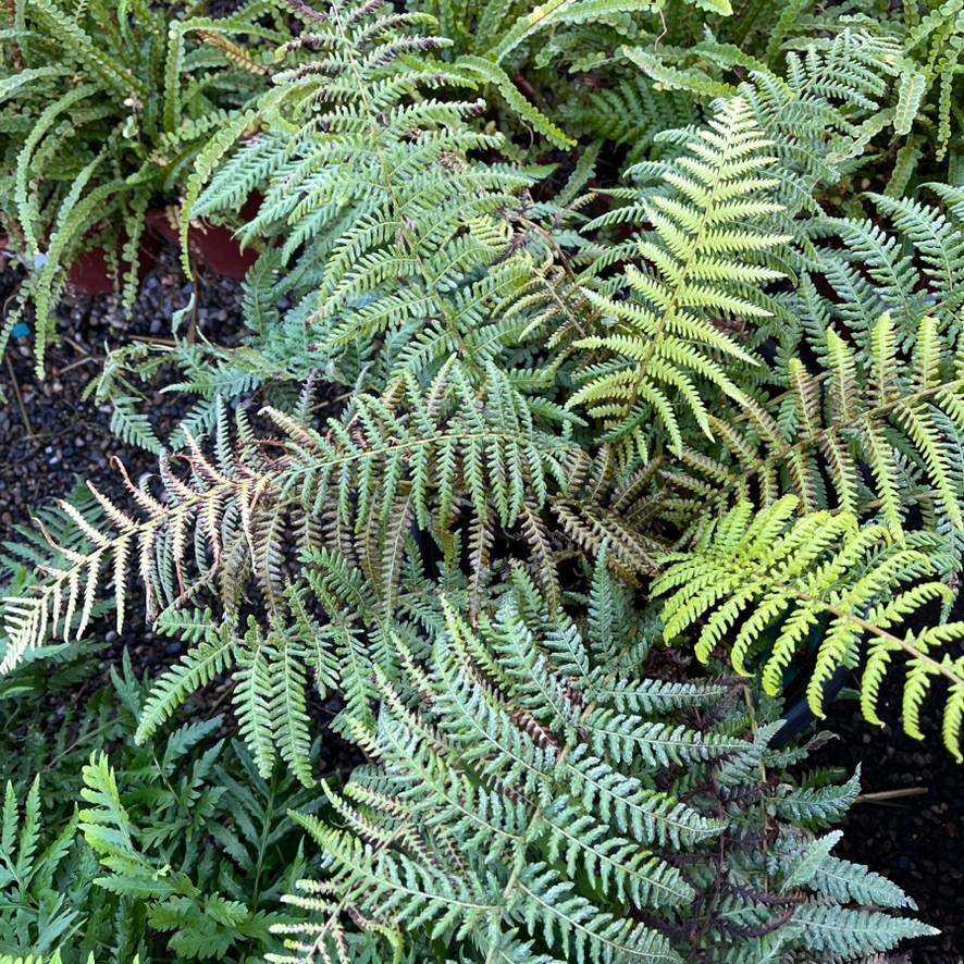 Tasmanian Tree Fern