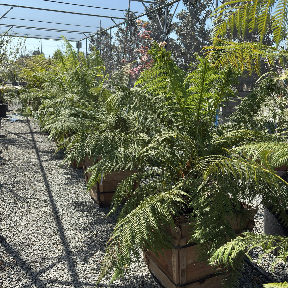 Tasmanian Tree Fern