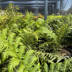 Tasmanian Tree Fern