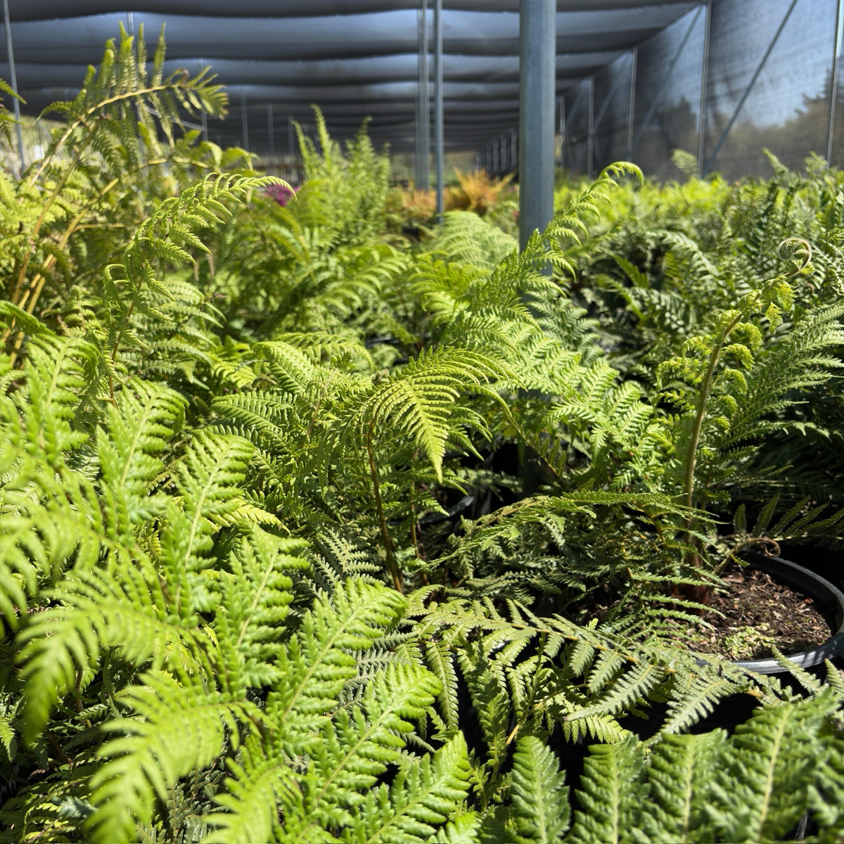 Tasmanian Tree Fern