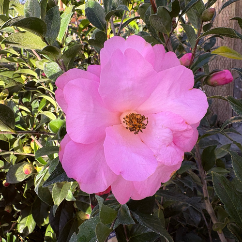 Taylor's Perfection Camellia | Pink Semi-Double Winter Blooms
