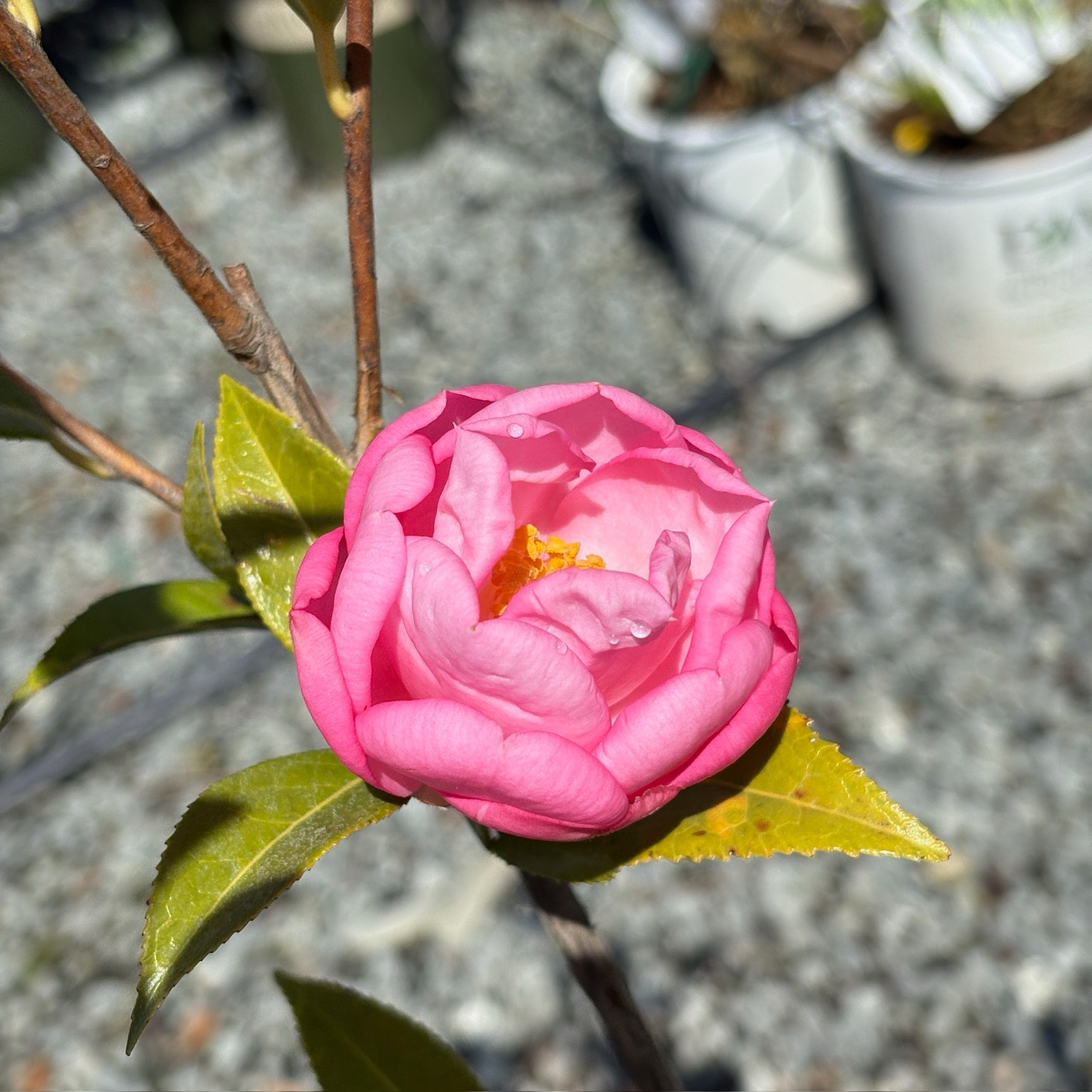 Taylor's Perfection Camellia