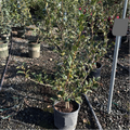 Taylor's Perfection Camellia