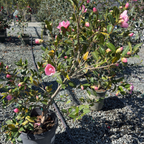 Taylor's Perfection Camellia