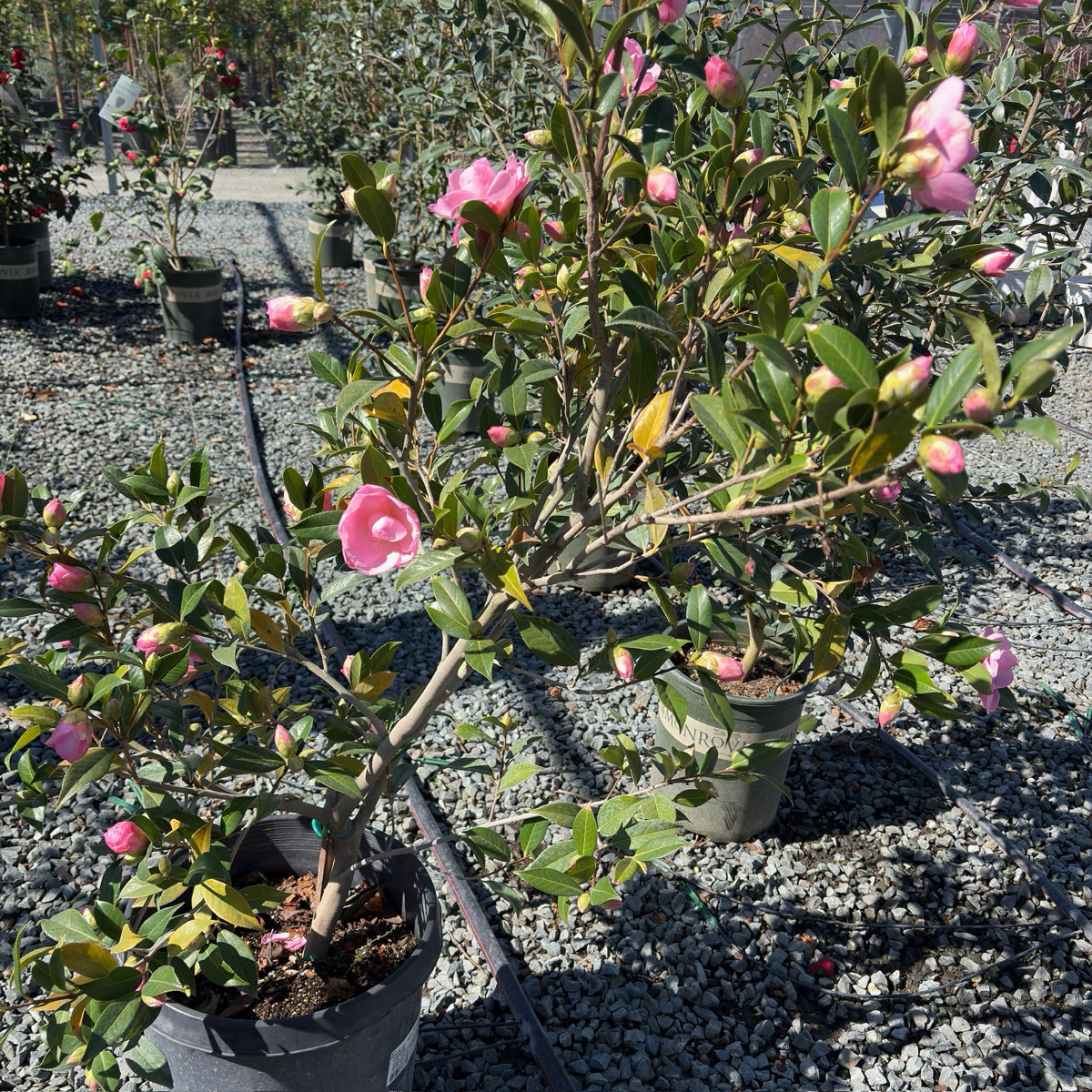 Taylor's Perfection Camellia