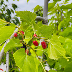Tea‘s Weeping Mulberry