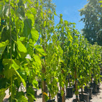 Tea‘s Weeping Mulberry