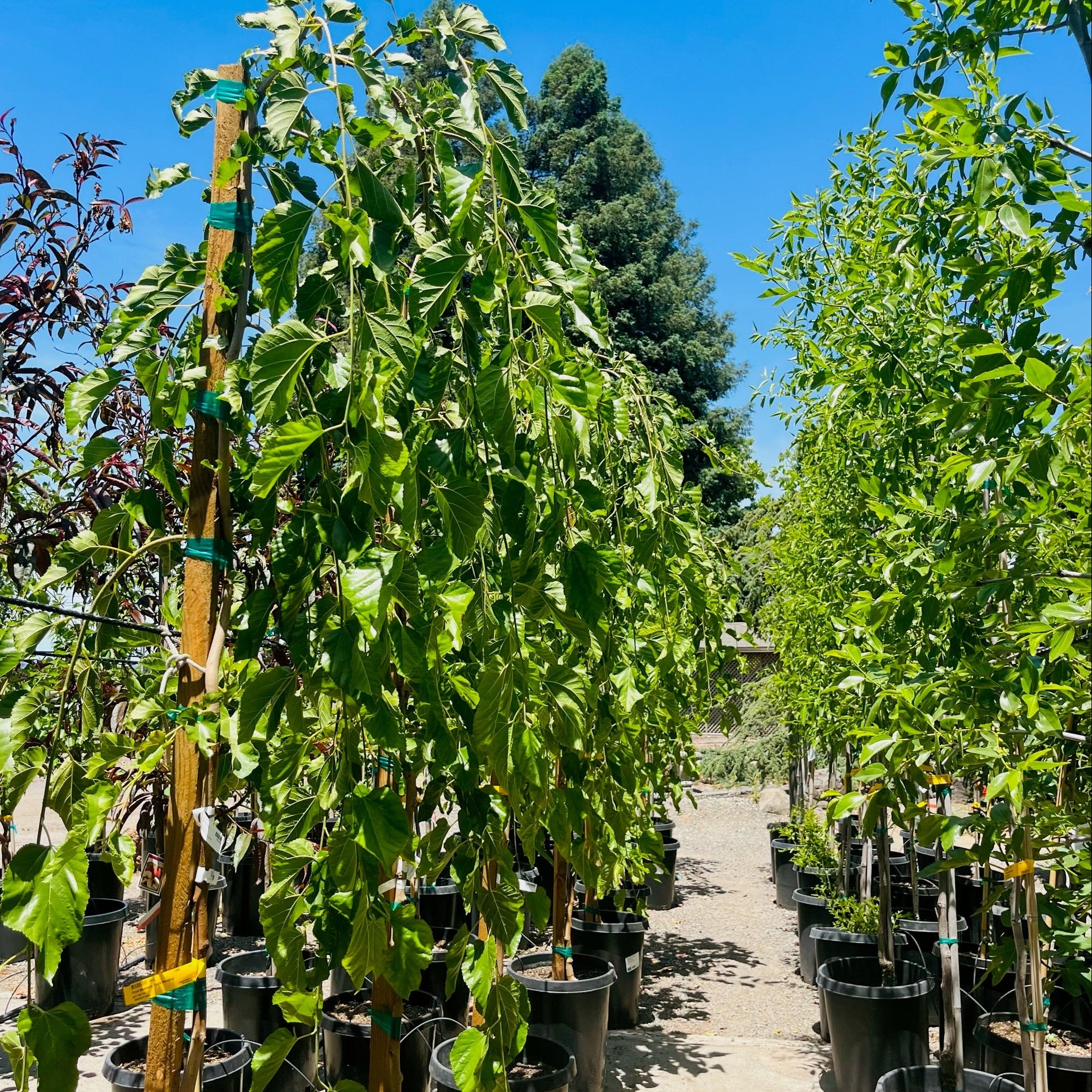 Tea‘s Weeping Mulberry