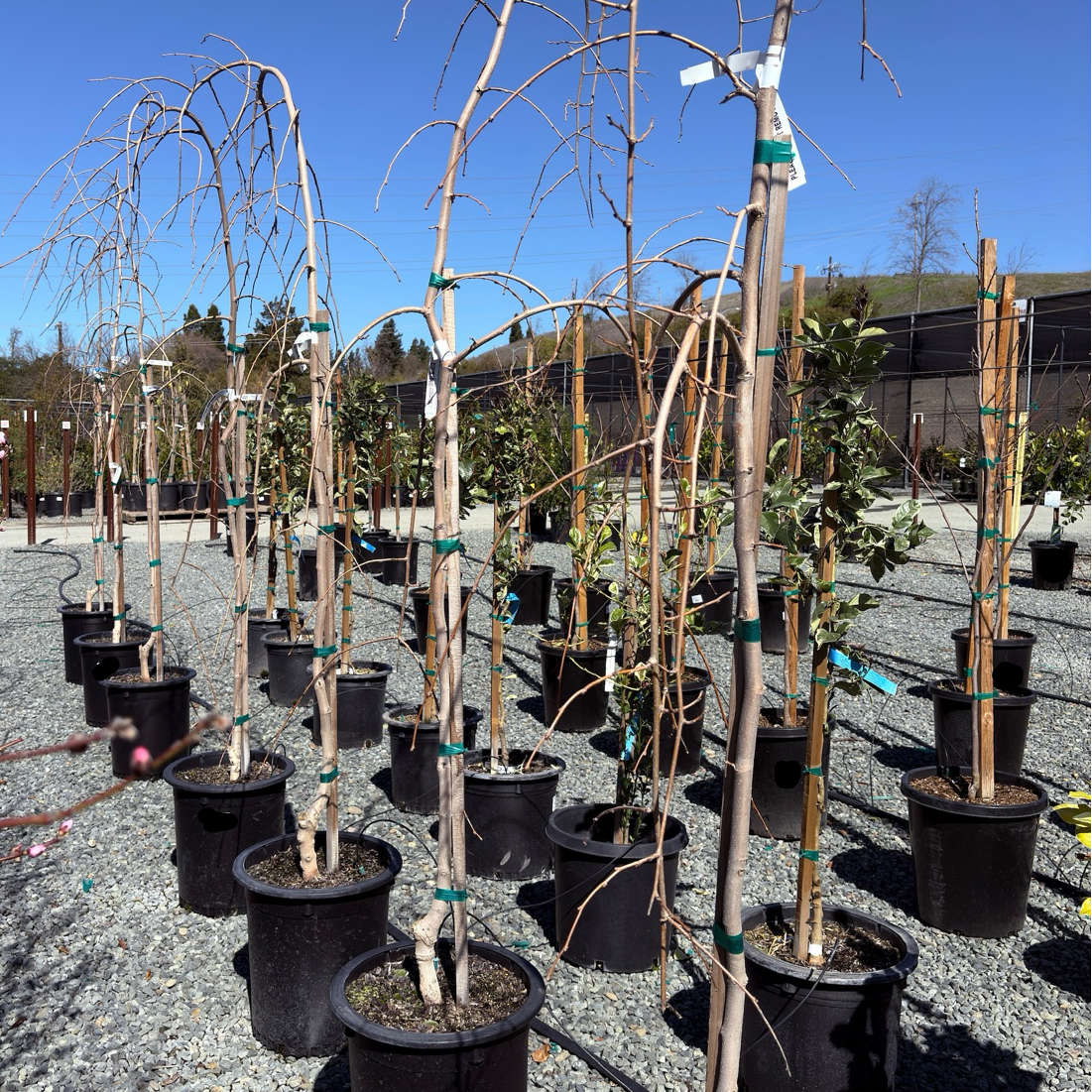 Tea‘s Weeping Mulberry