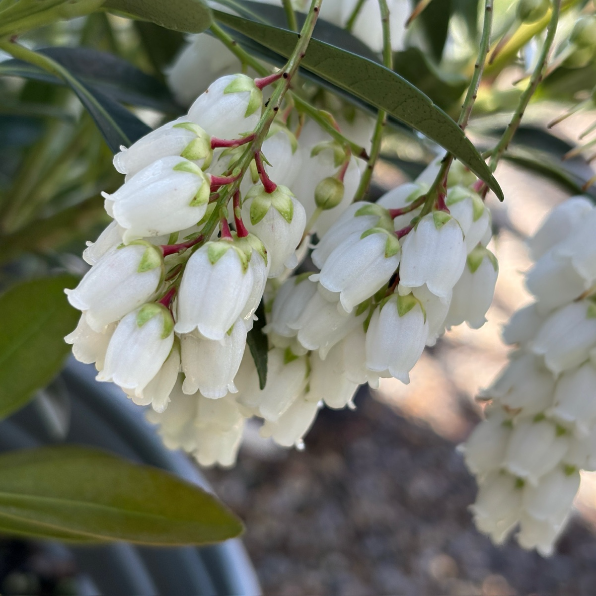 house plant with bell shaped flowers Temple Bells Pieris
