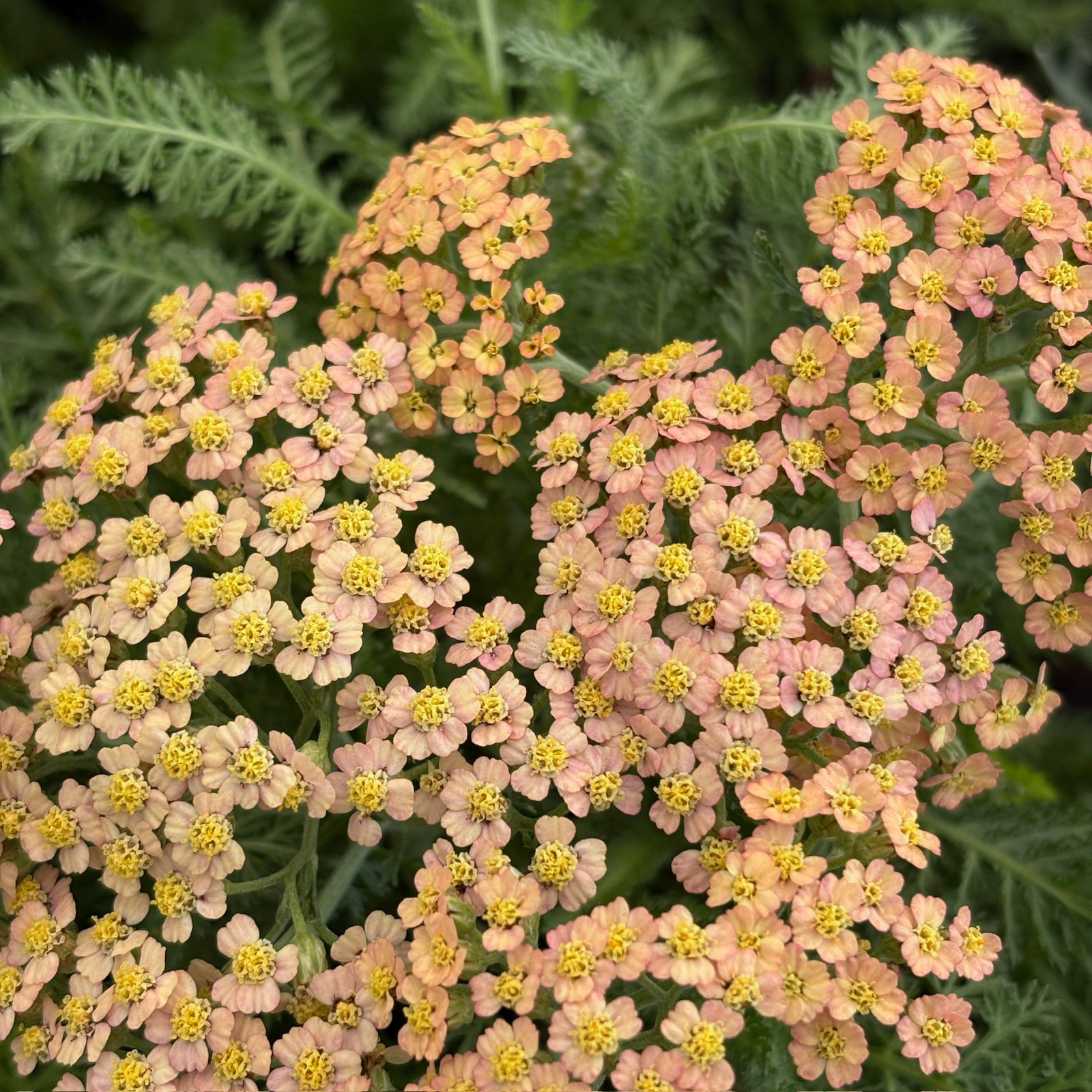 Terracotta Yarrow