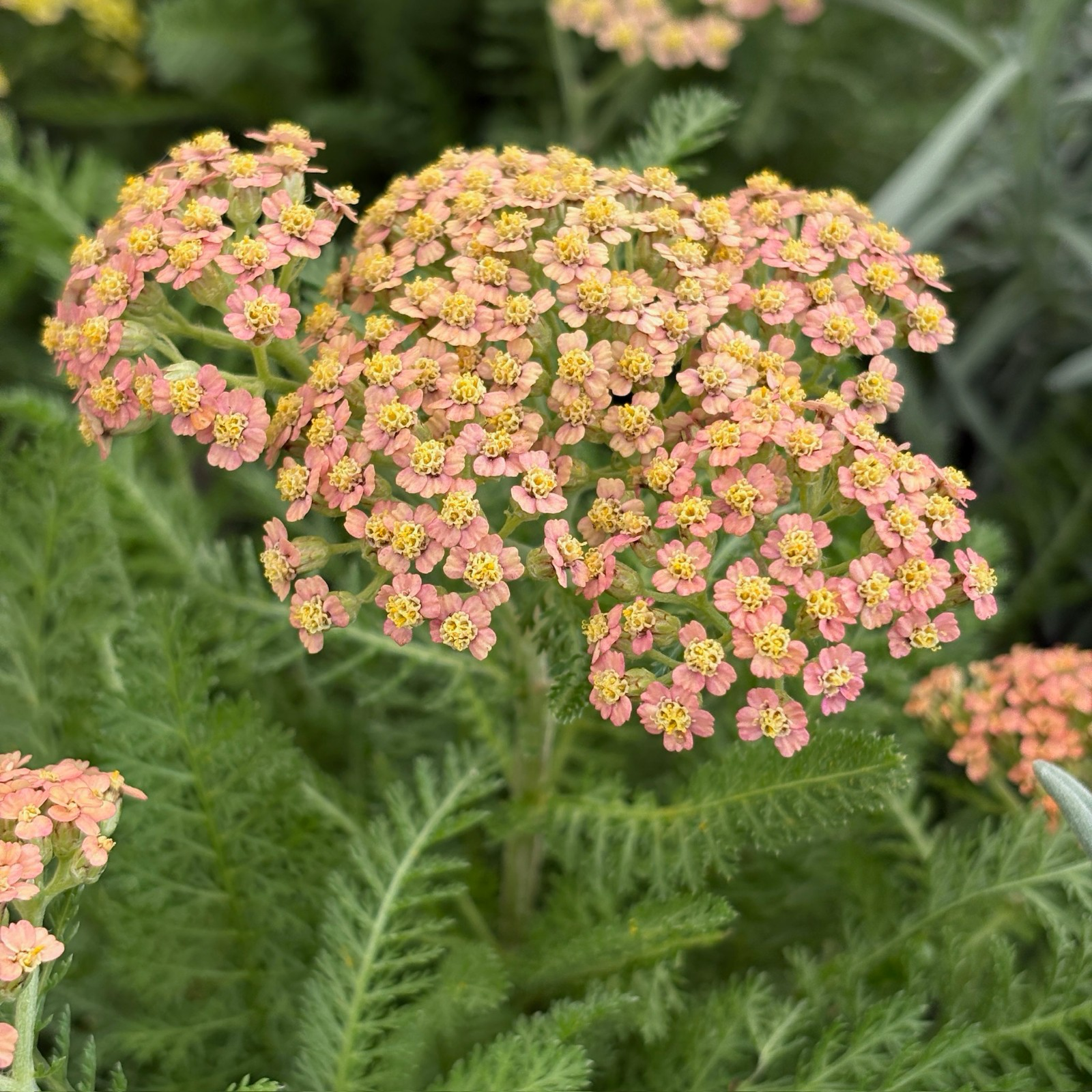 Terracotta Yarrow