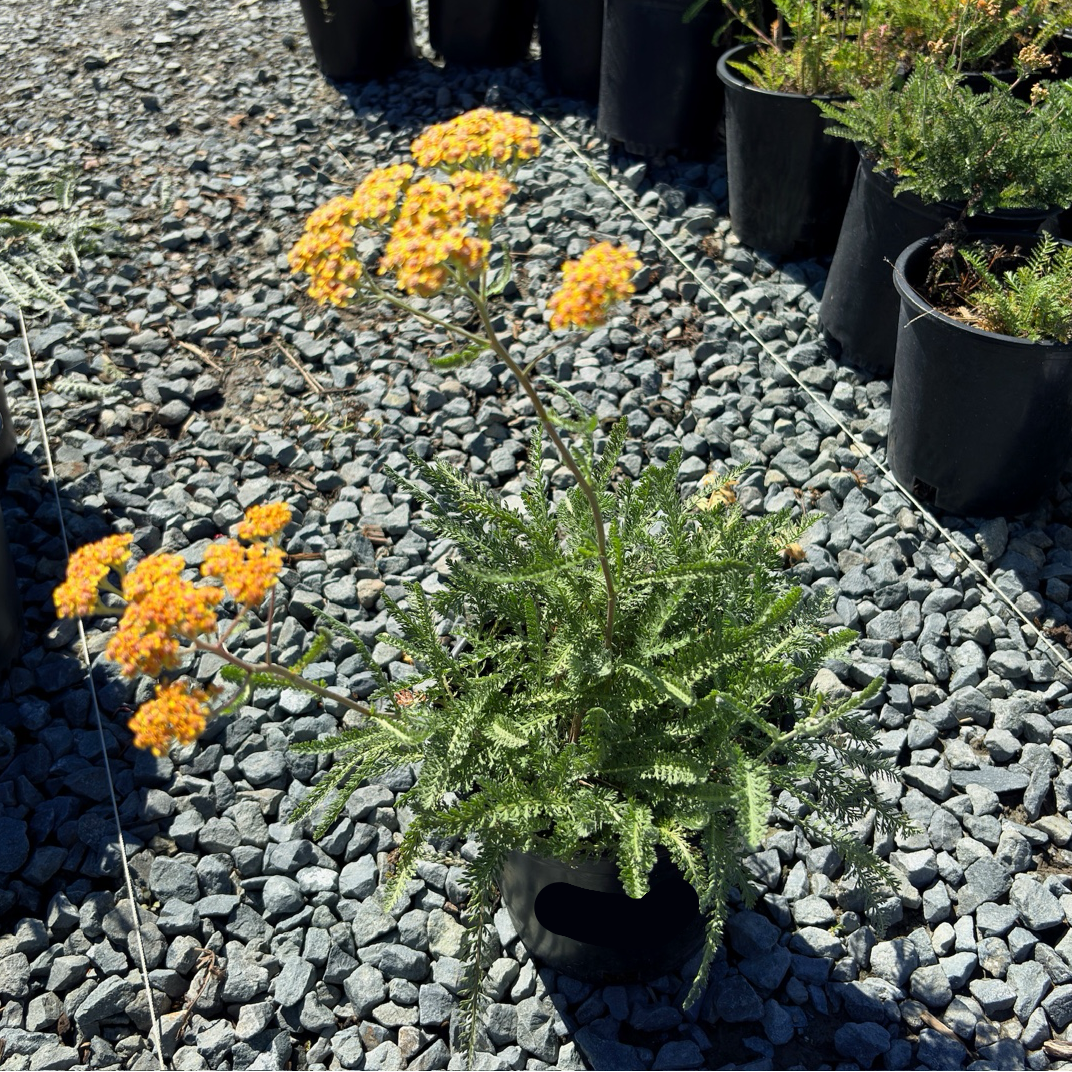 Terracotta Yarrow