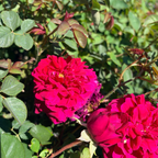 Tess of the d'Urbervilles Austin Rose