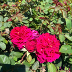 Tess of the d'Urbervilles Austin Rose