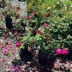 Tess of the d'Urbervilles Austin Rose