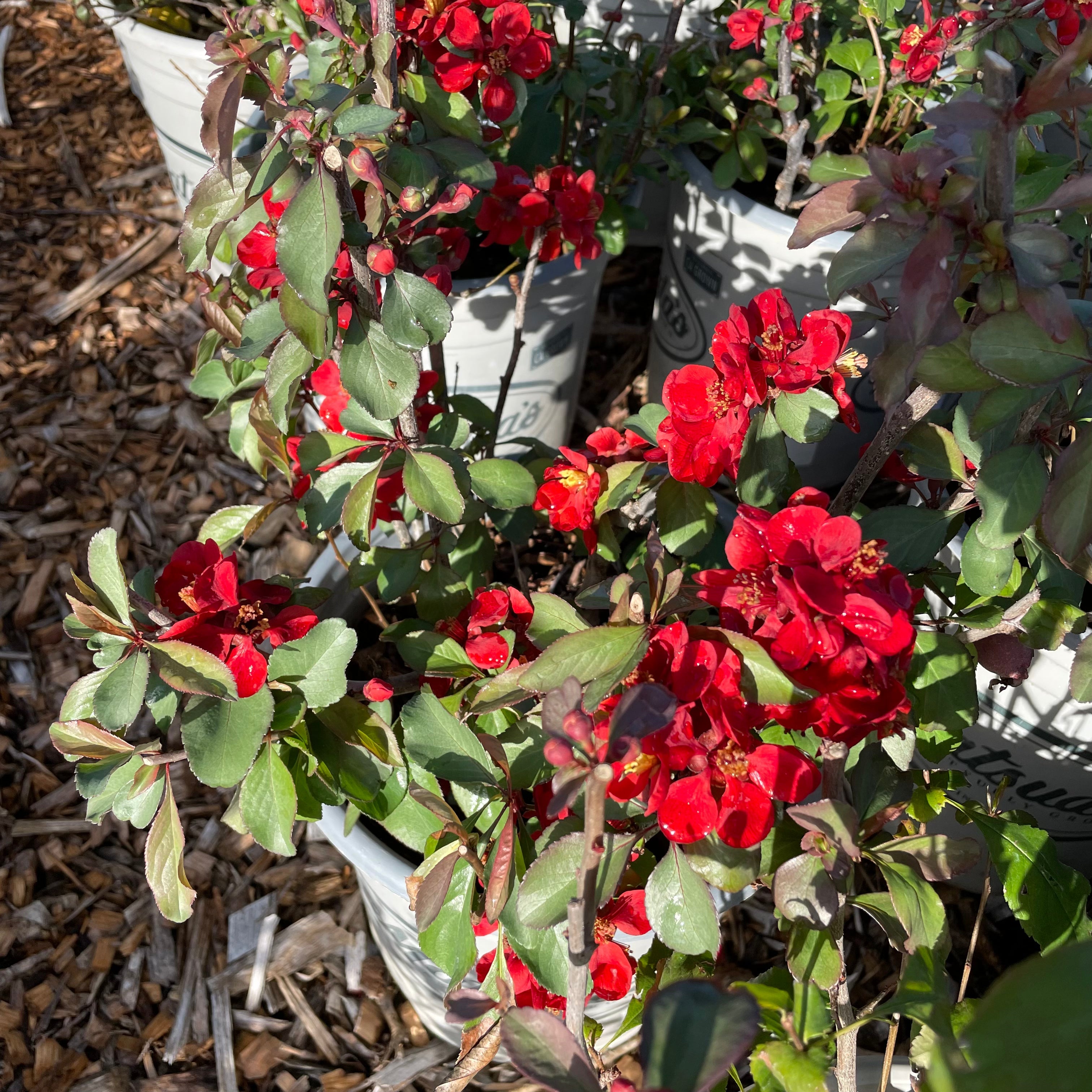 Texas Scarlet Flowering Quince