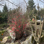 Texas Scarlet Flowering Quince